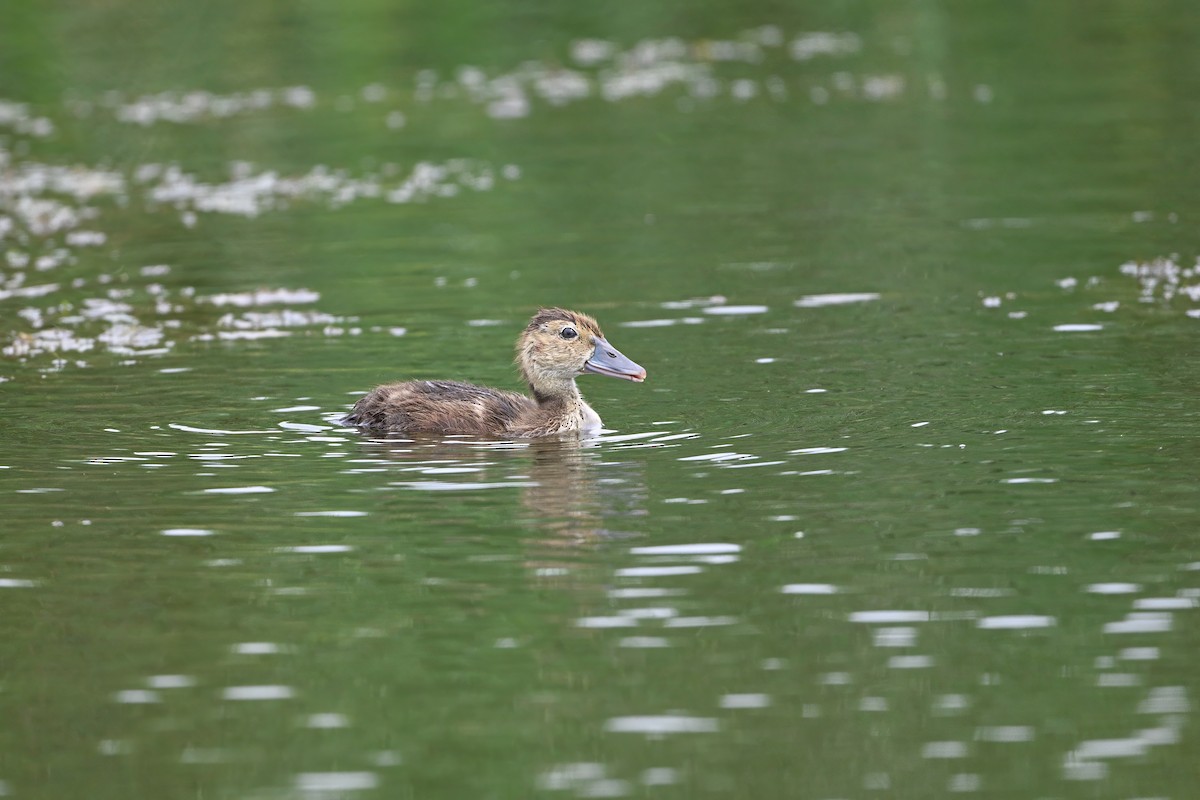 白眼潛鴨 - ML646948479