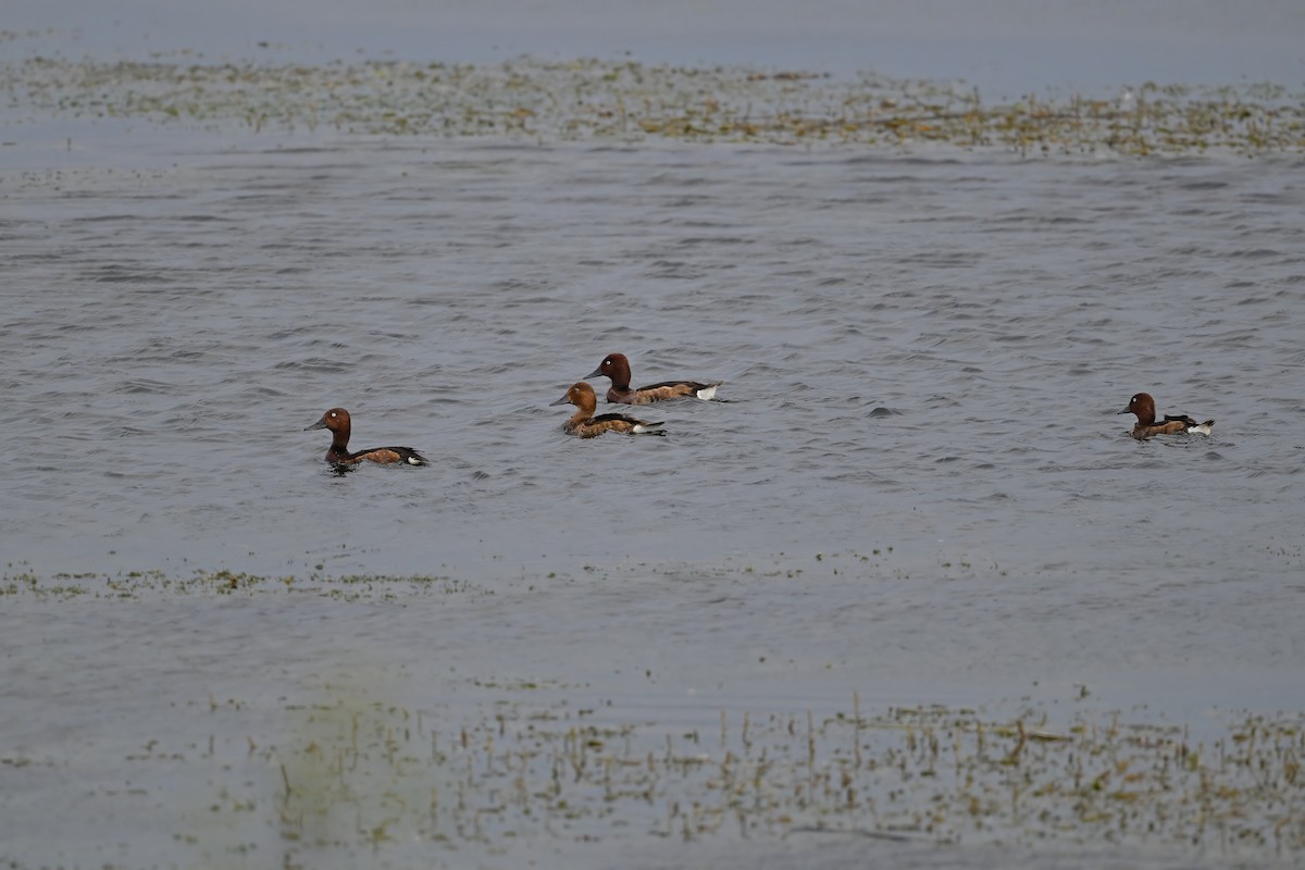 白眼潛鴨 - ML646948480