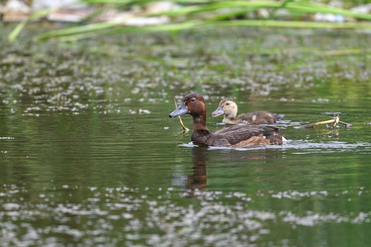 白眼潛鴨 - ML646948481