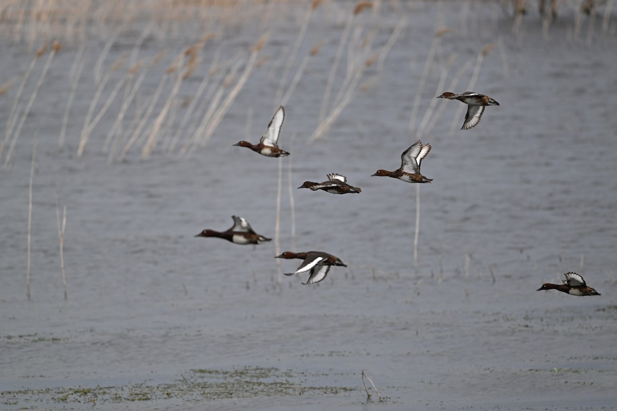 白眼潛鴨 - ML646948482