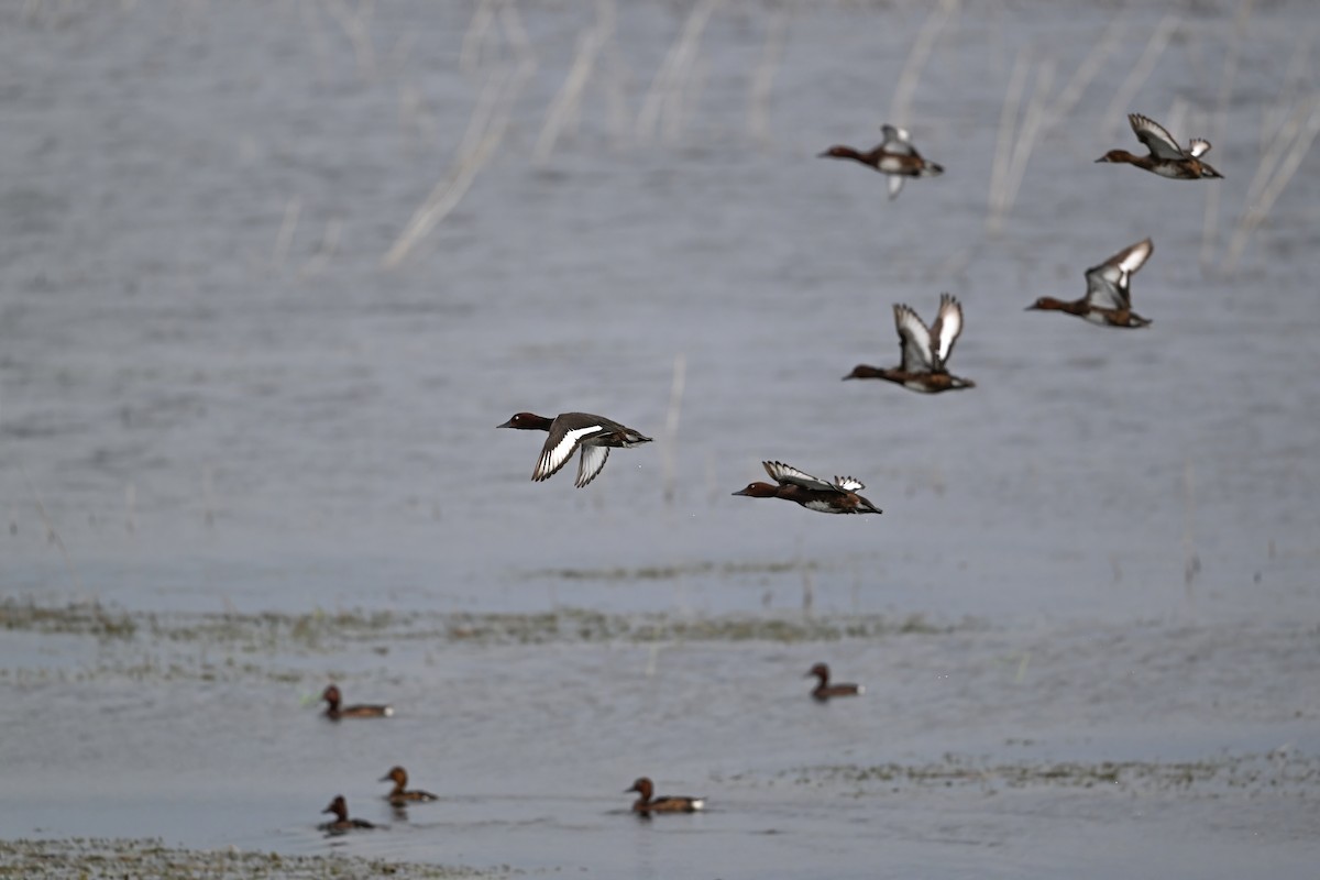 白眼潛鴨 - ML646948483