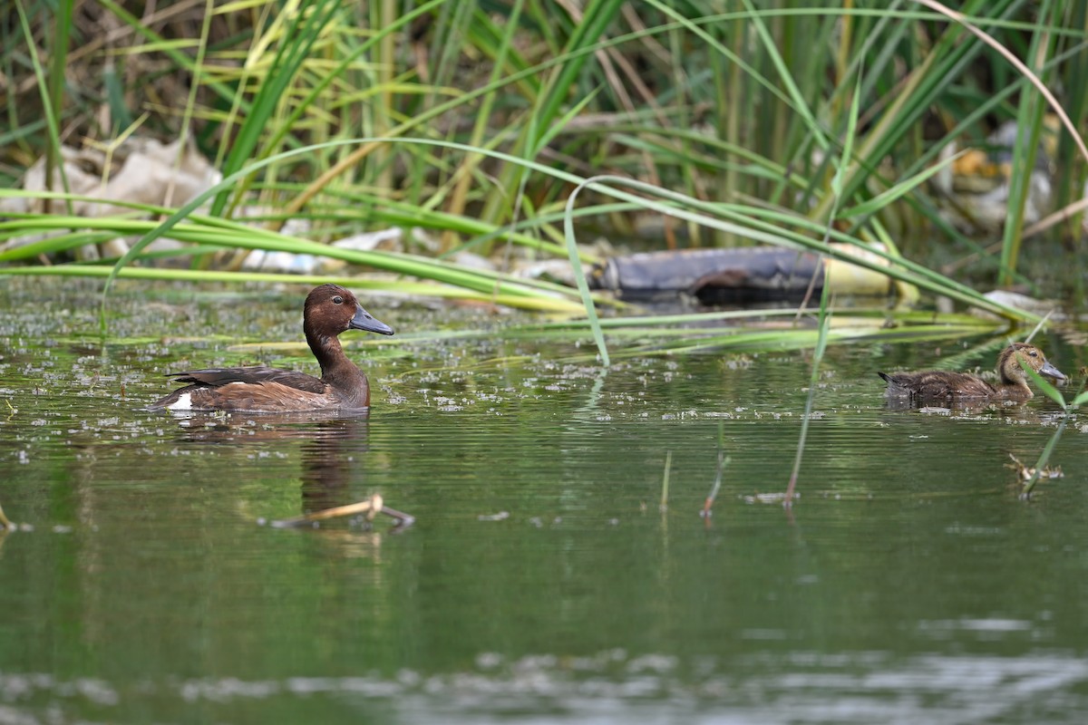 白眼潛鴨 - ML646948484