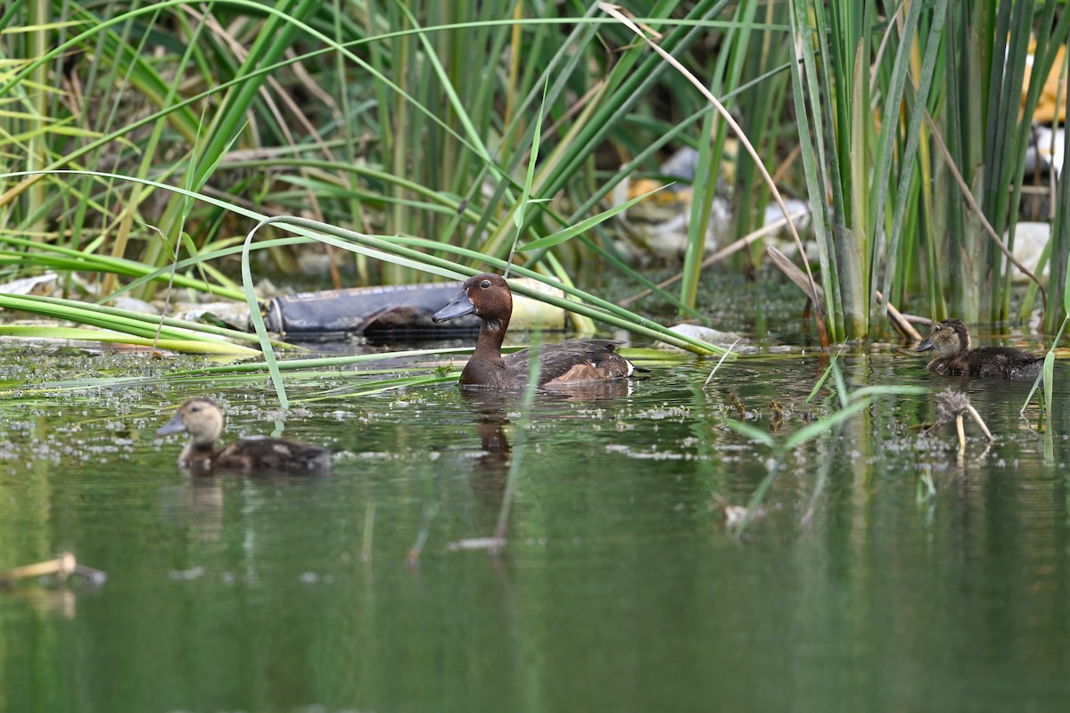 白眼潛鴨 - ML646948485