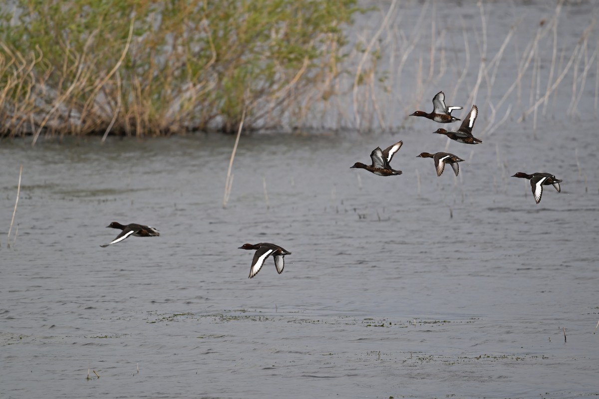 白眼潛鴨 - ML646948486