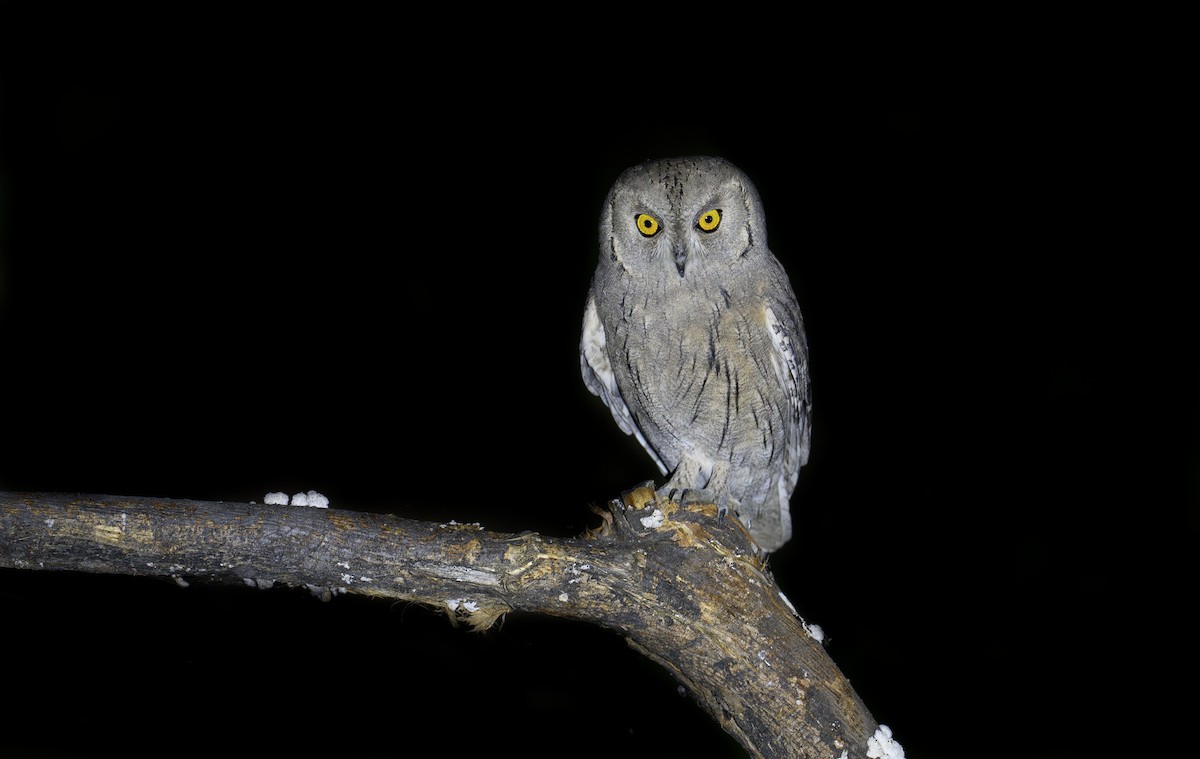 Pallid Scops-Owl - ML646948487