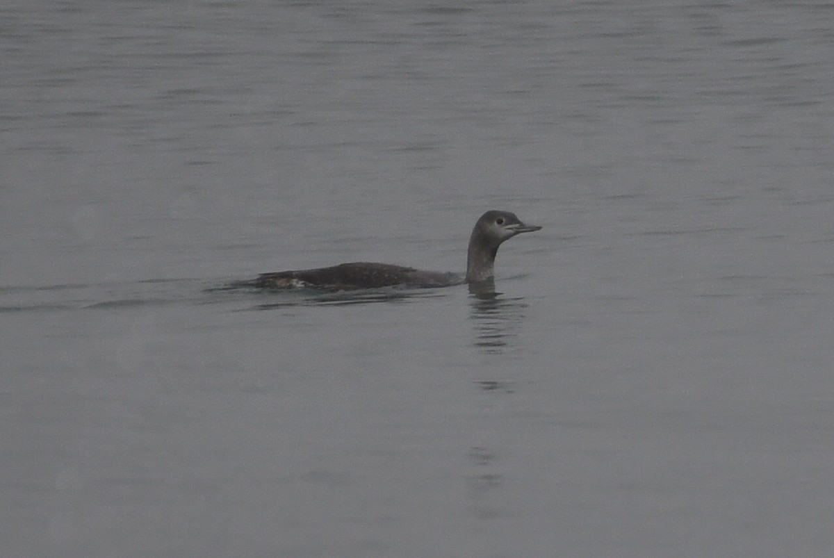 Гагара червоношия - ML646948488