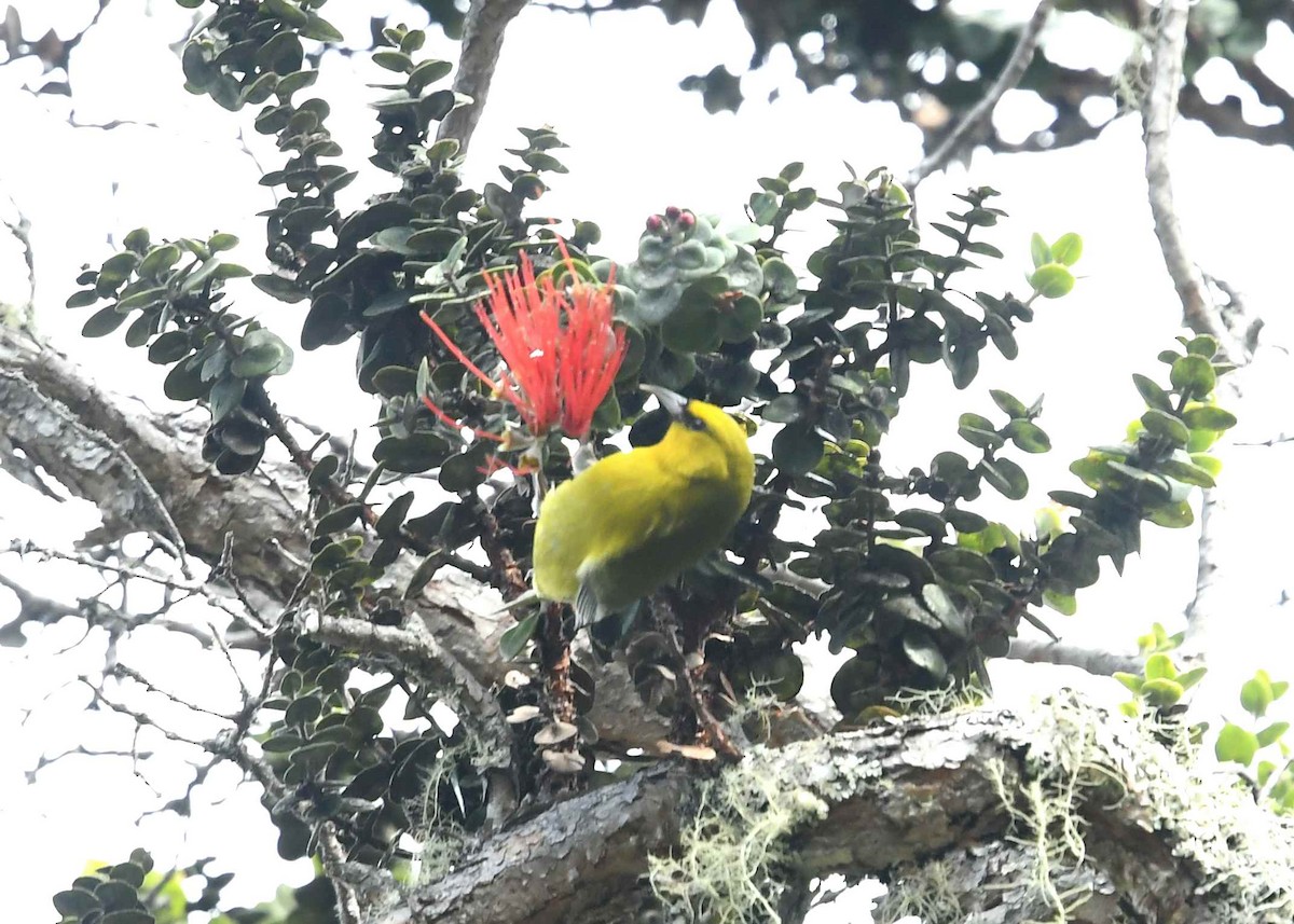 ハワイミツスイ（virens） - ML646948489