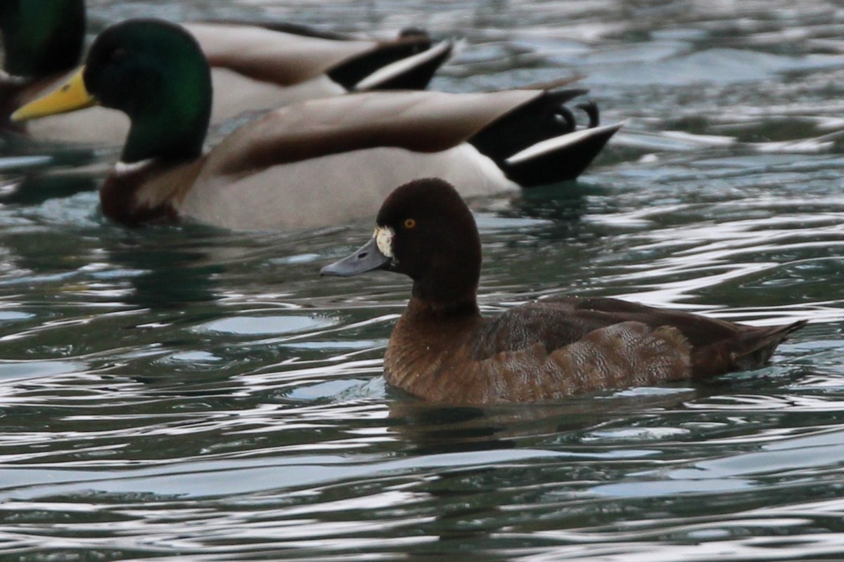 Lesser Scaup - ML646948490