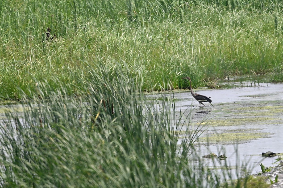 紫鷺 - ML646948491