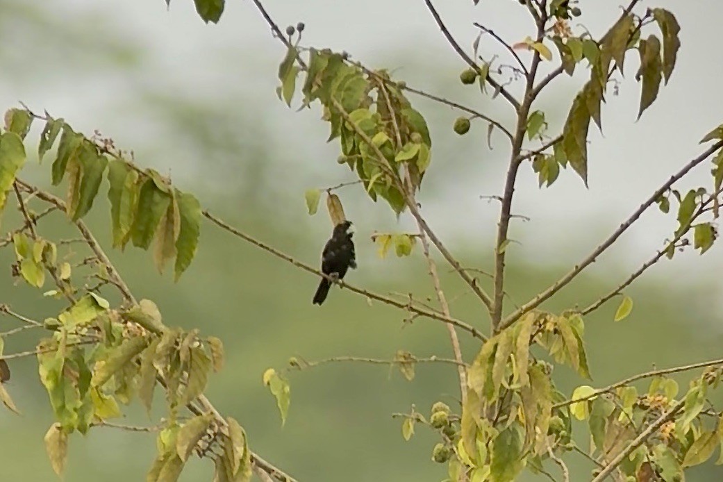 Large-billed Seed-Finch - ML646948499