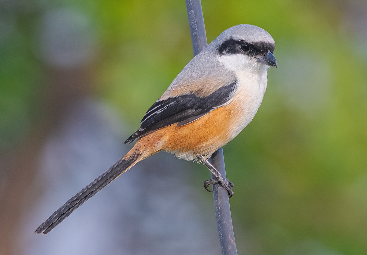 タカサゴモズ - ML646948502