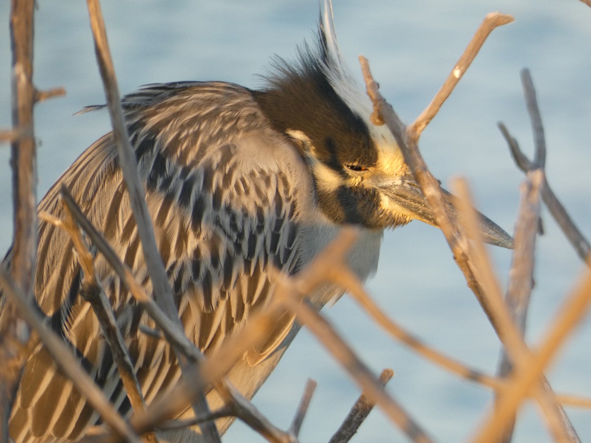 Yellow-crowned Night Heron - ML646948504