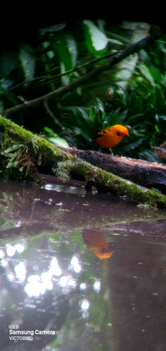 Golden Tanager - ML646948506