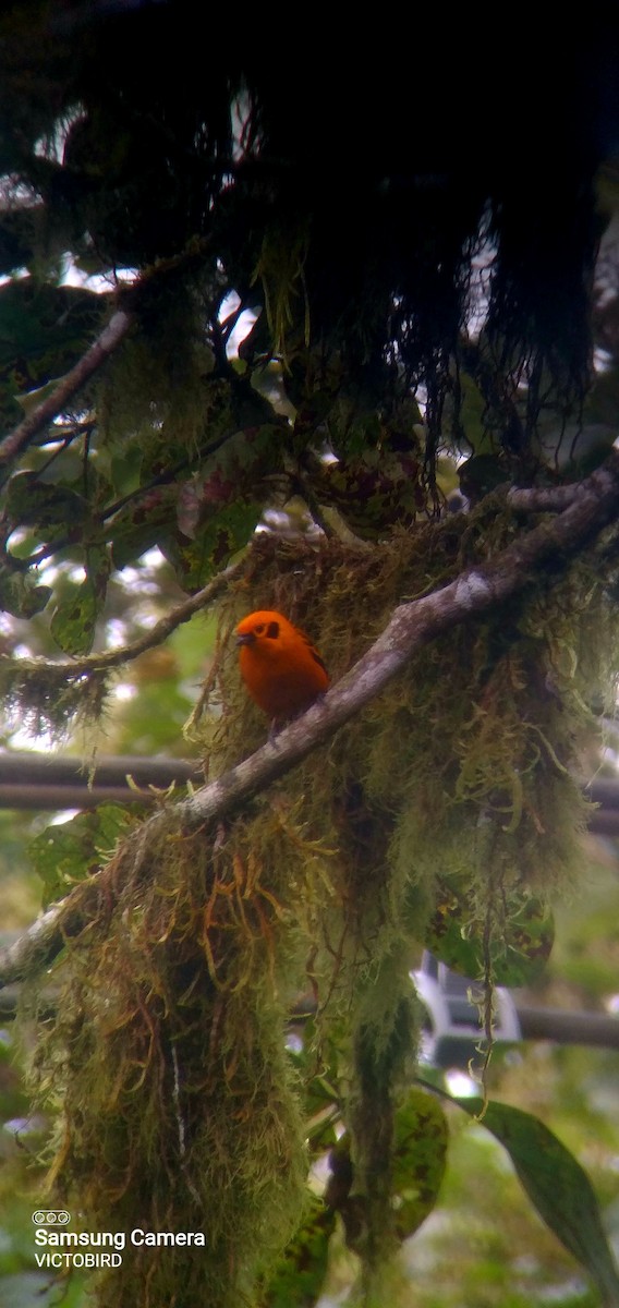 Goldtangare - ML646948507