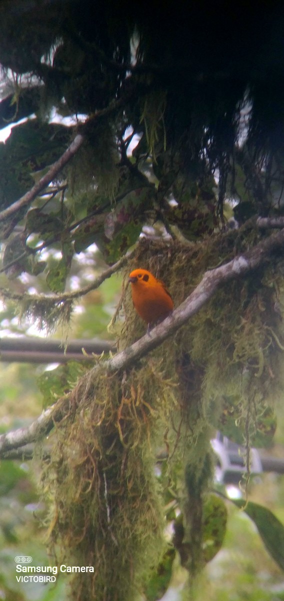 Goldtangare - ML646948508