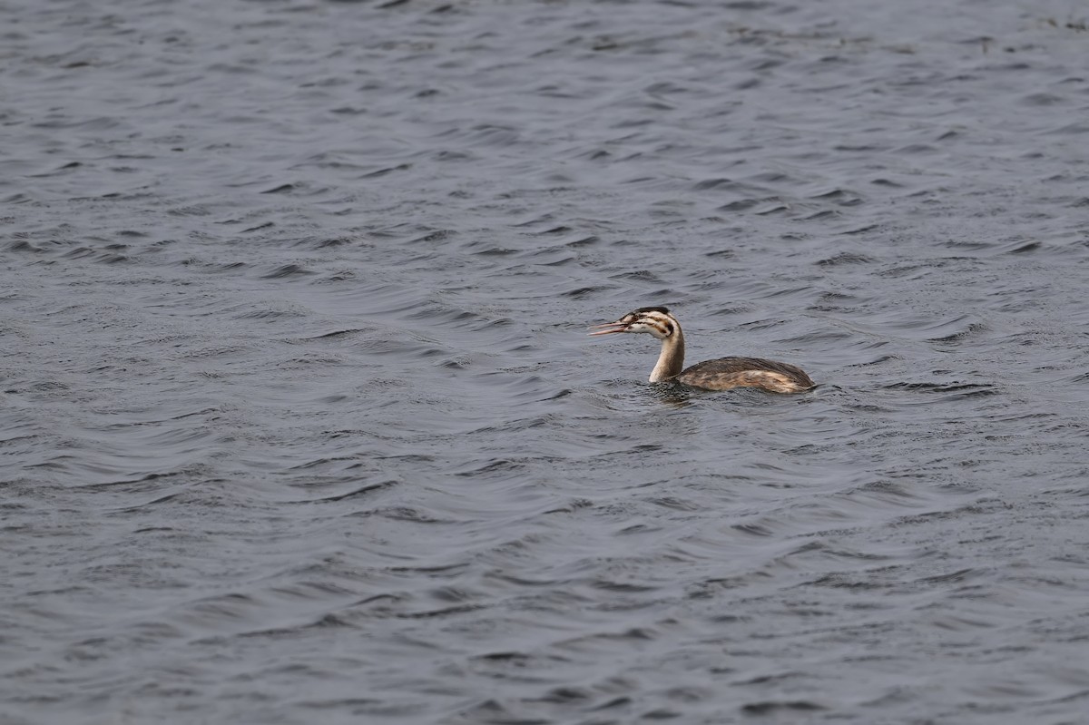 冠鸊鷉 - ML646948510