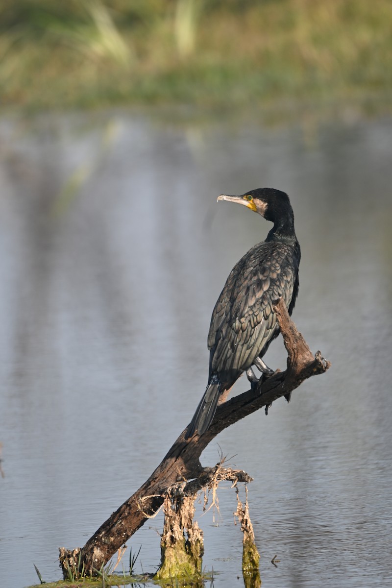Great Cormorant - ML646948514
