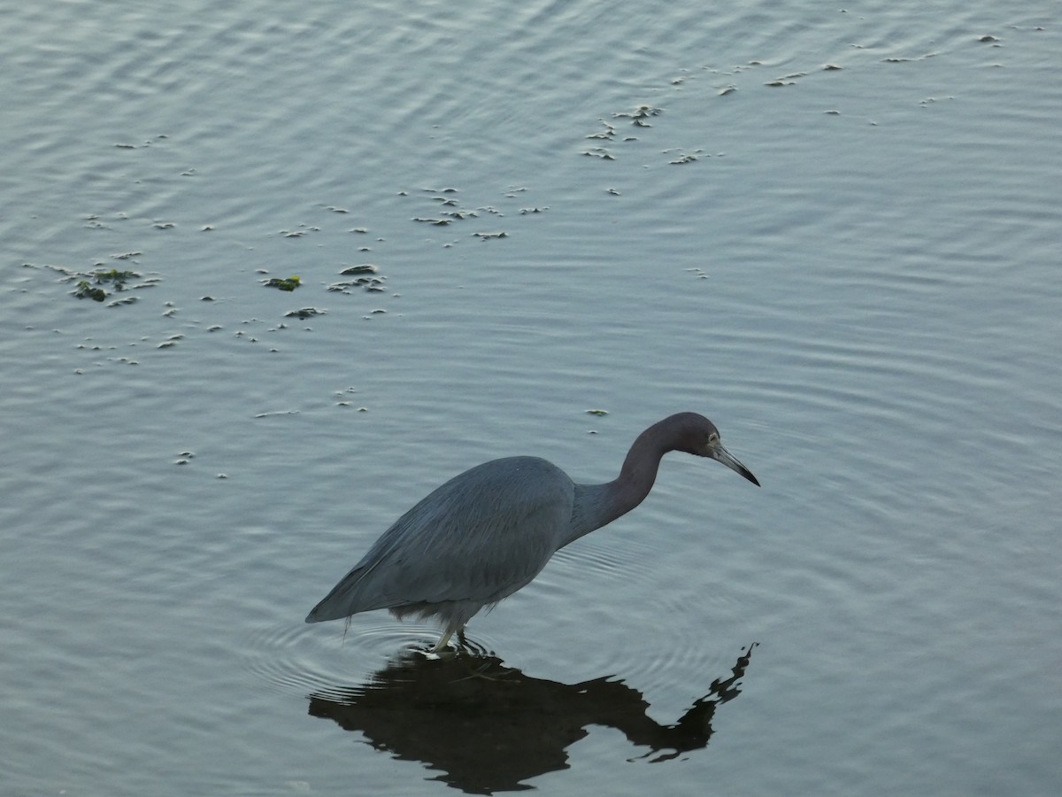 Little Blue Heron - ML646948515