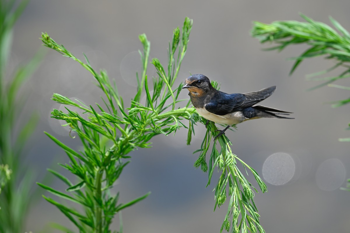 Ластівка сільська - ML646948516