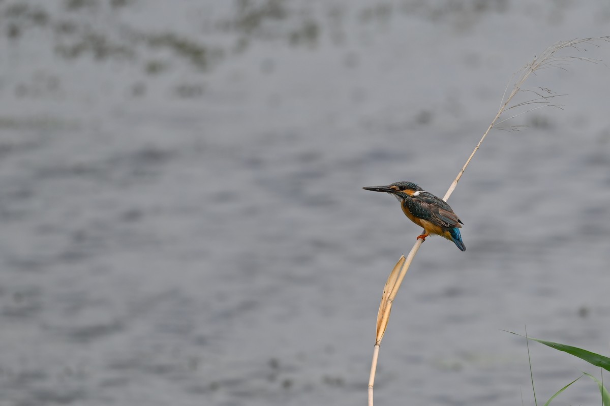 翠鳥 - ML646948517