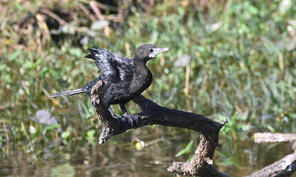 Little Cormorant - ML646948525
