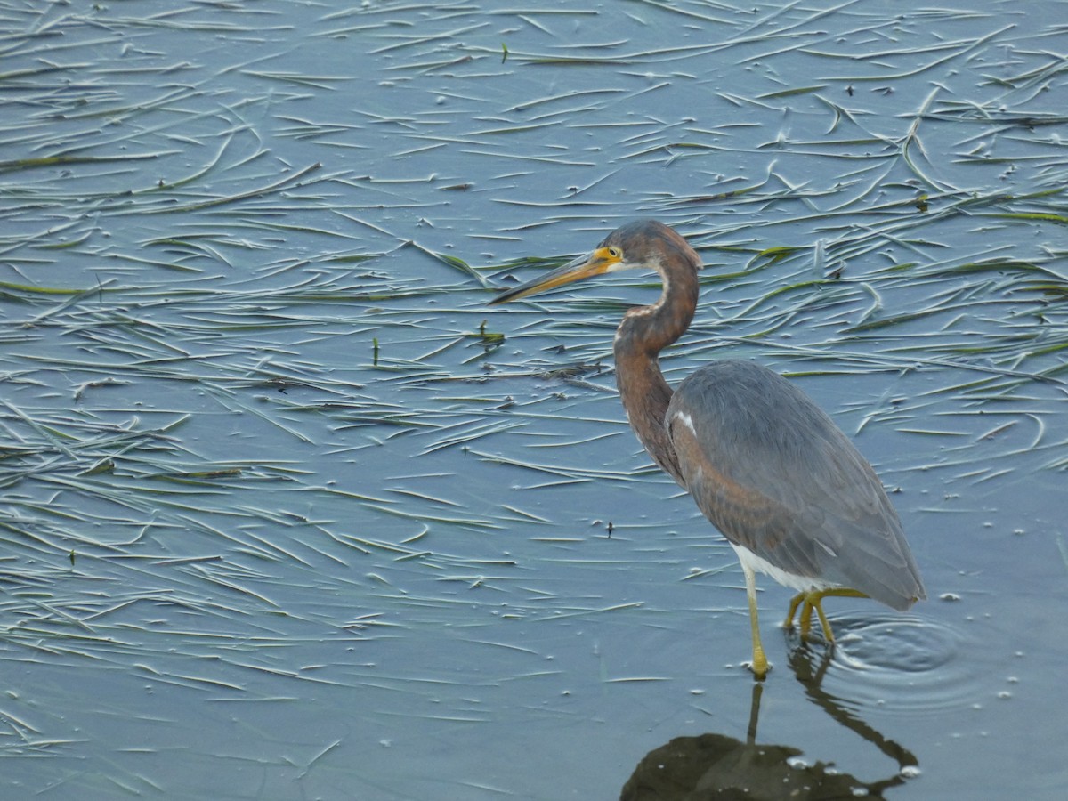 Tricolored Heron - ML646948526