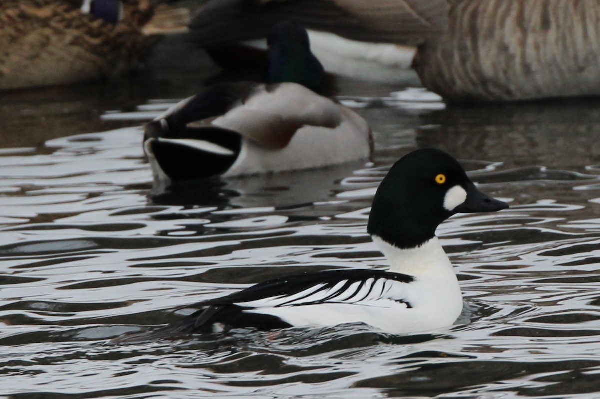 Common Goldeneye - ML646948527