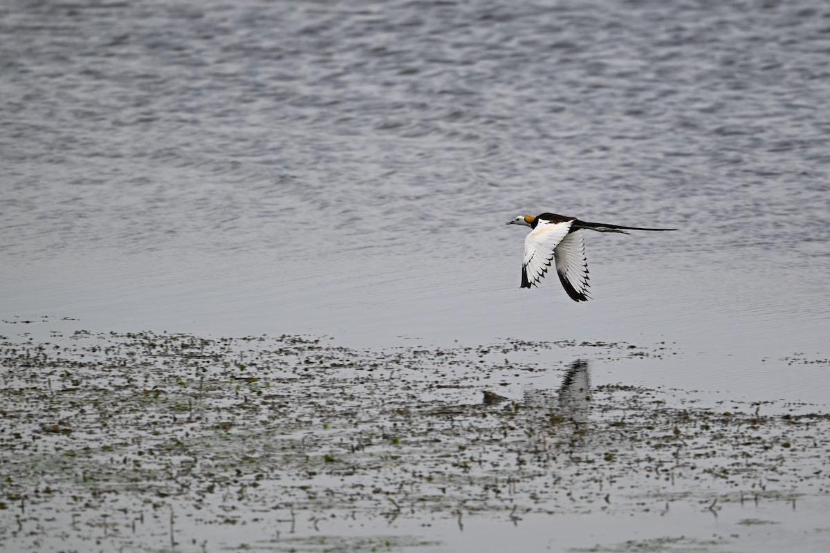 水雉 - ML646948528