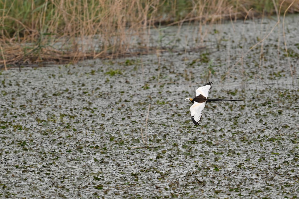 水雉 - ML646948529