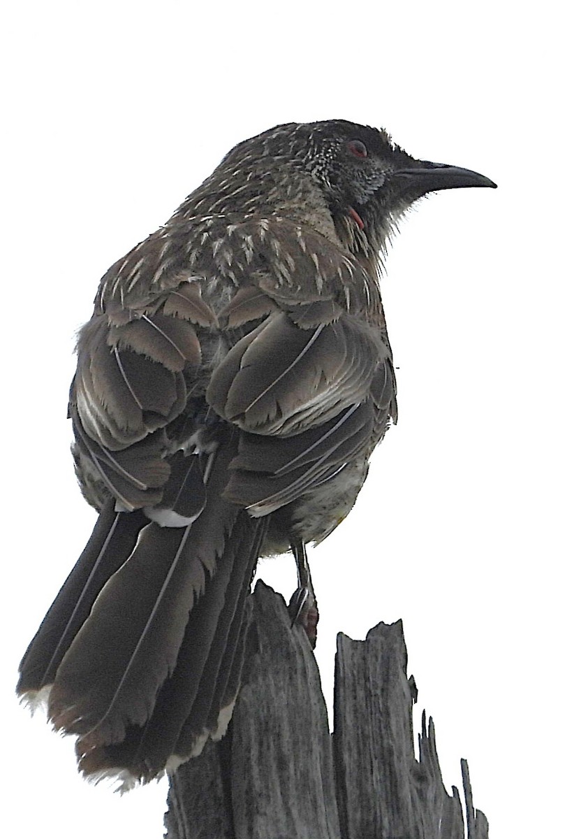 Red Wattlebird - ML646948530