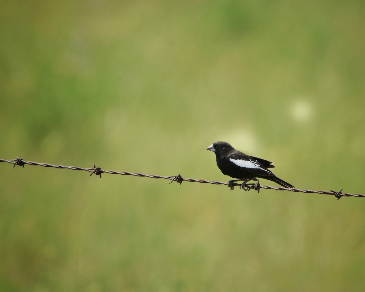 カタジロクロシトド - ML646948531