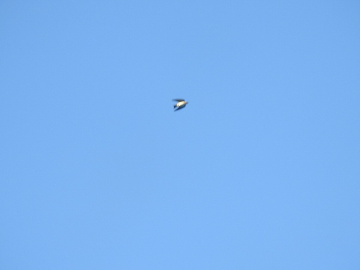 Fuchsschwalbe - ML646948532