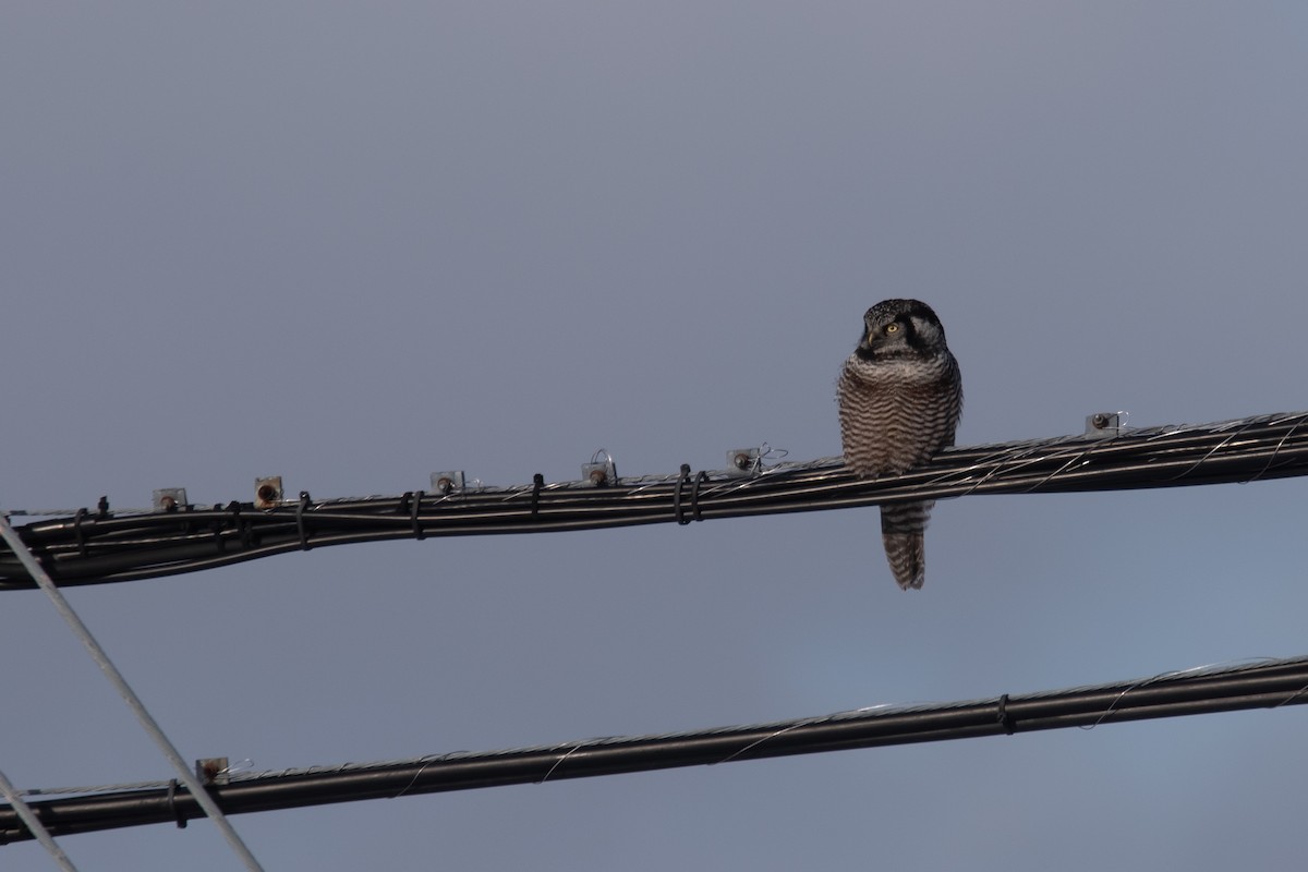 Sperbereule - ML646948539