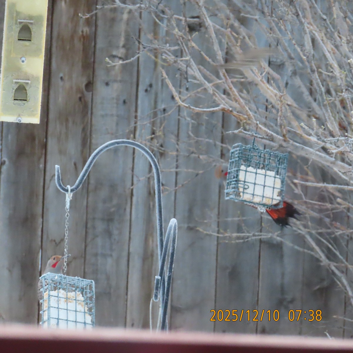 Goldspecht (Kupfergoldspecht) - ML646948541