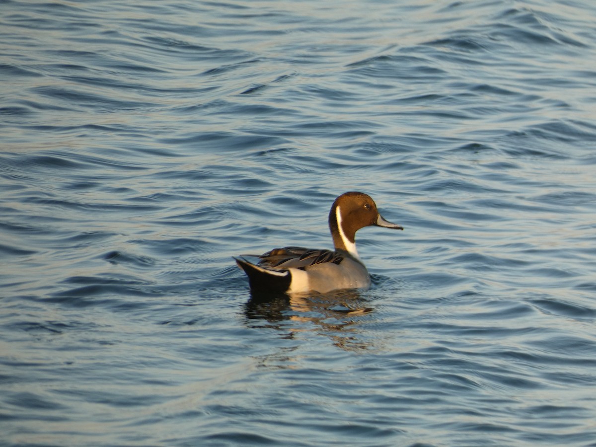 Spießente - ML646948542