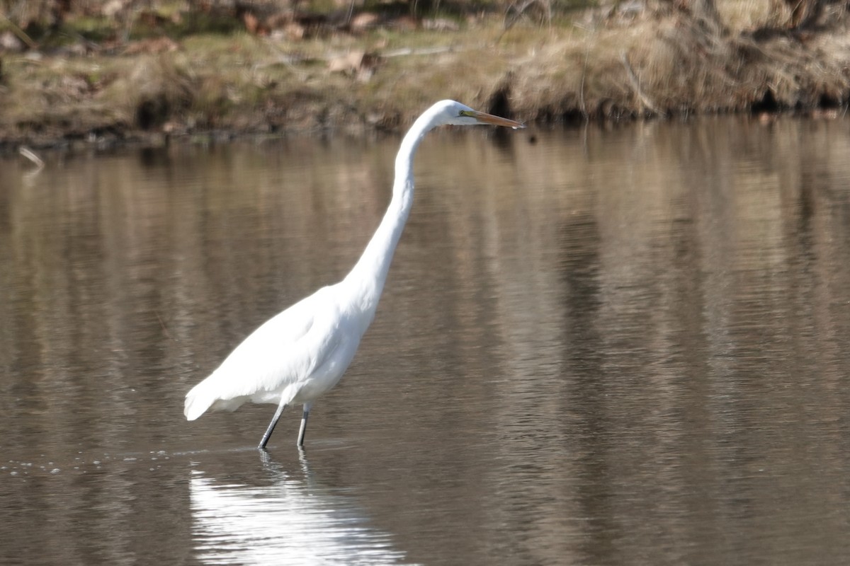 Koartza zuria - ML646948543