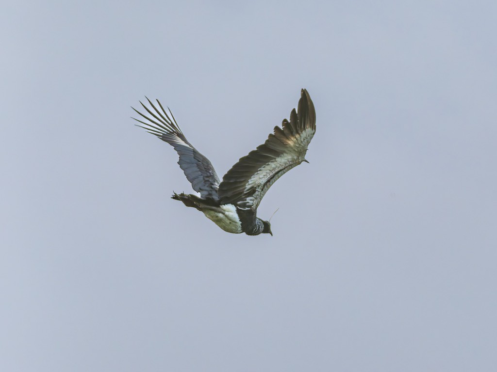 Hornwehrvogel - ML646948544