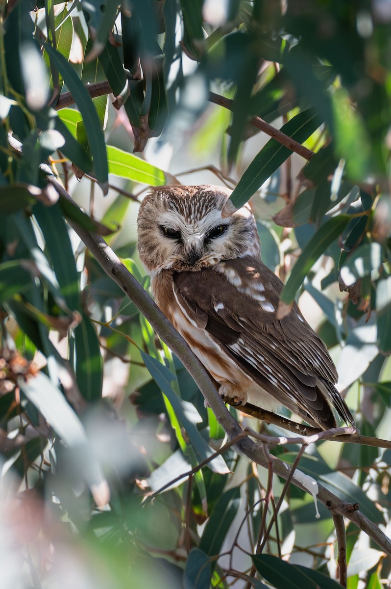 Northern Saw-whet Owl - ML646948545