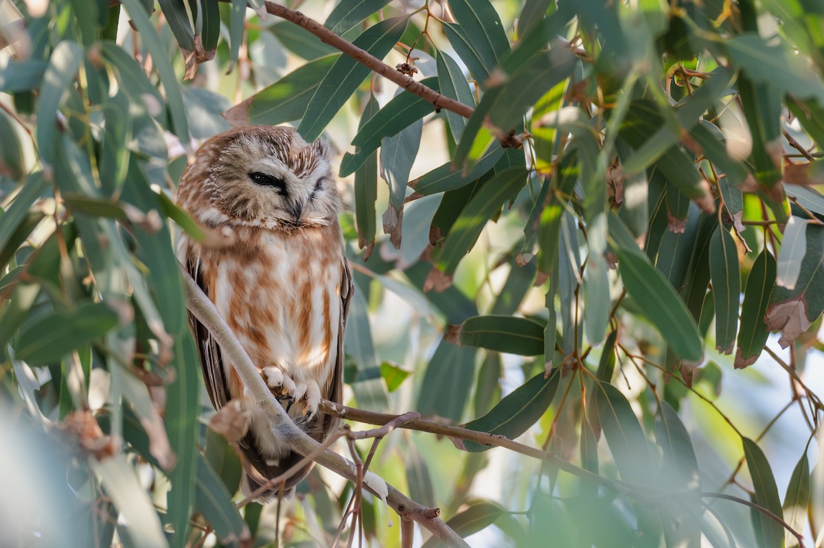 Northern Saw-whet Owl - ML646948546