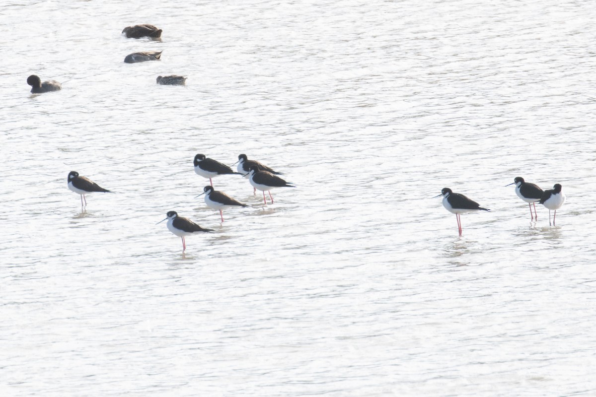 Schwarznacken-Stelzenläufer - ML646948547