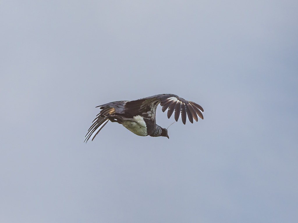 Hornwehrvogel - ML646948548