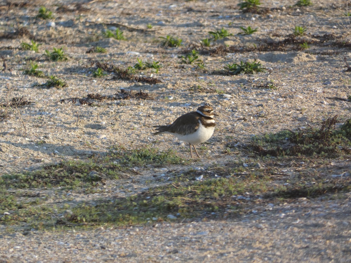 Keilschwanz-Regenpfeifer - ML646948549