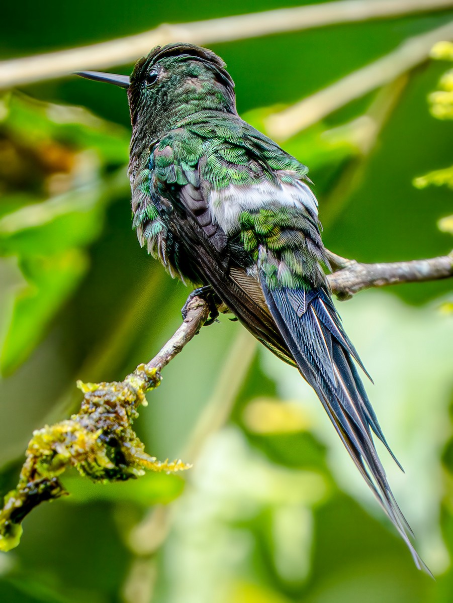 Grünfadenelfe - ML646948550