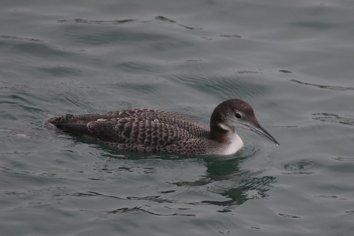 Eistaucher - ML646948551