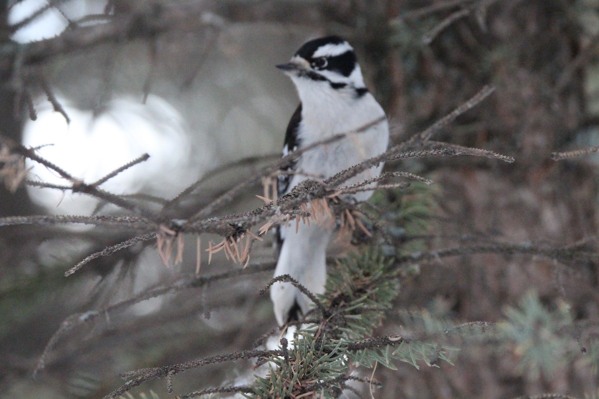 Dunenspecht - ML646948552