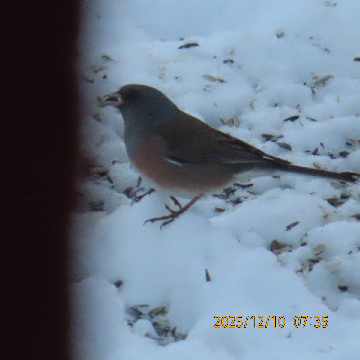 Winterammer (mearnsi) - ML646948553