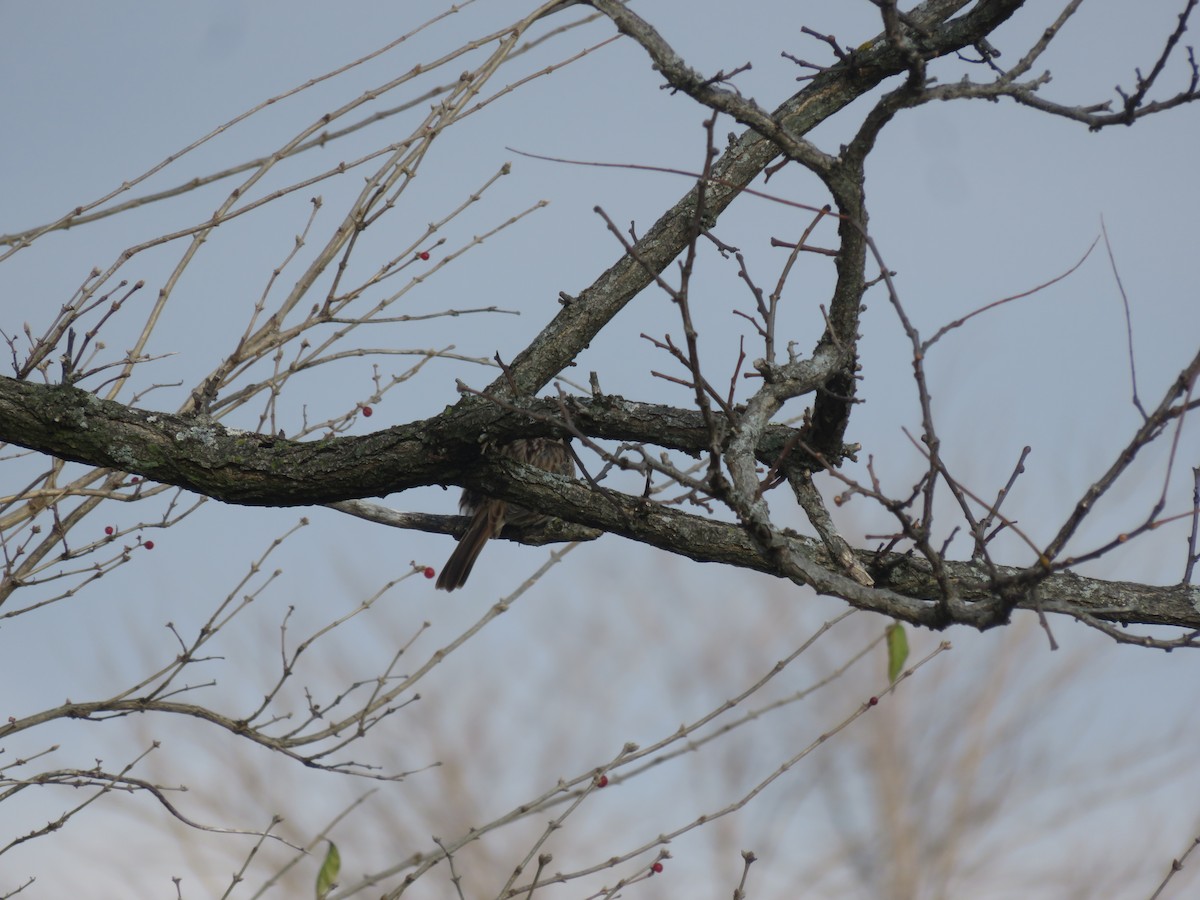 Singammer - ML646948554