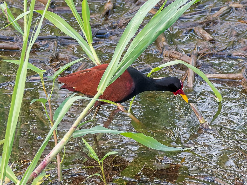 Rotstirn-Blatthühnchen - ML646948555