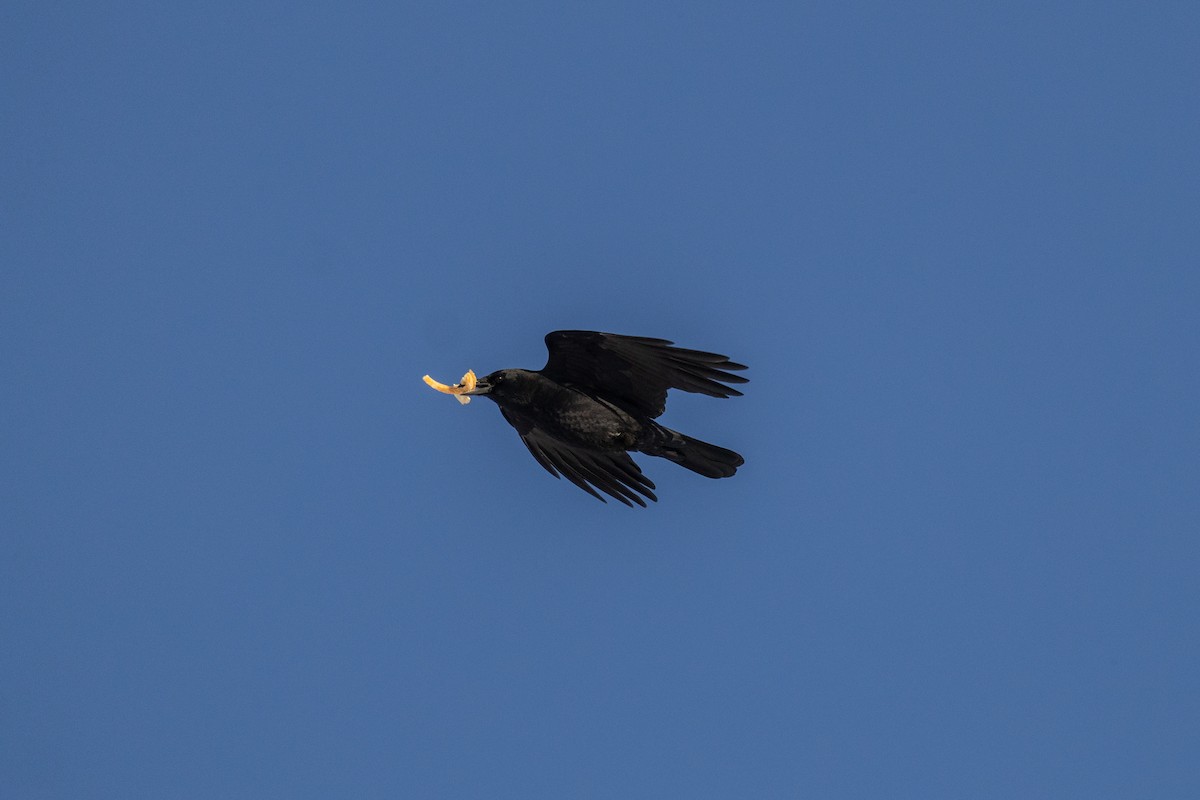 Amerikakrähe - ML646948556