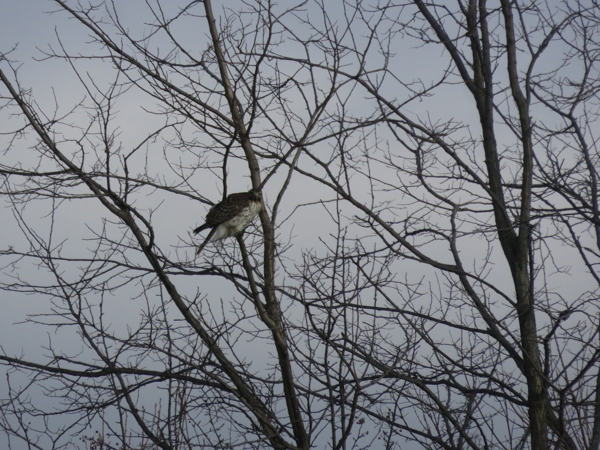 Rotschwanzbussard - ML646948557